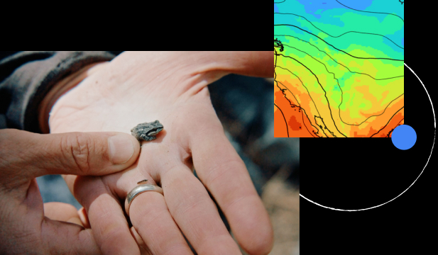 Small frog on hand and heat temp map