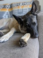 Photo shows a dog sleeping on a couch on top of a blanket.