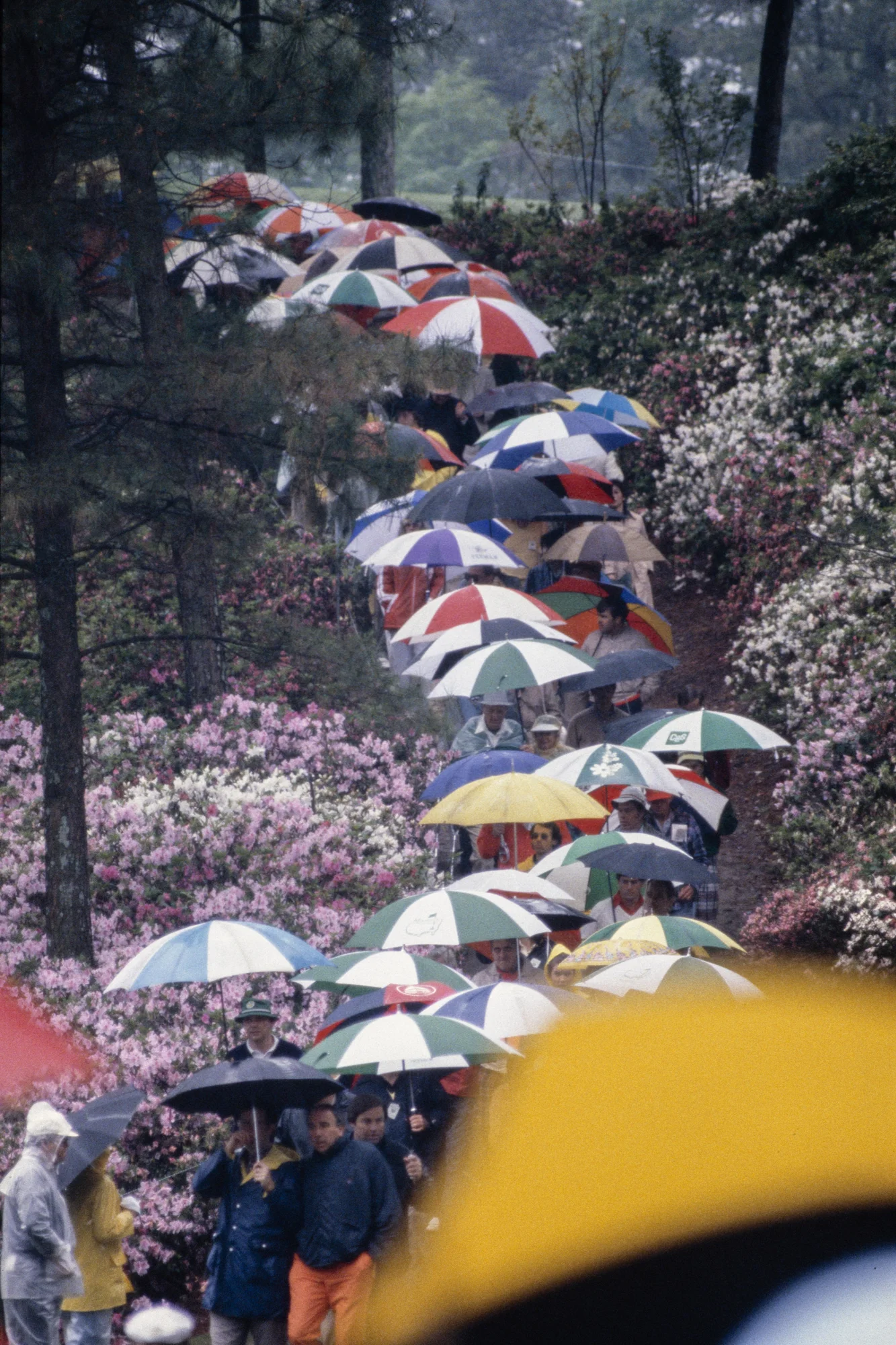 Many umbrellas over people walking along a golf course.