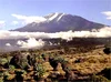 Zdjęcie Kilimandżaro z chmurami otaczającymi jego szczyt i zasłaniającymi podnóże góry. Na pierwszym planie krzewy.