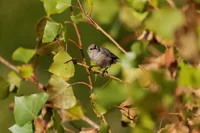 A brown juvenile bushtit bird rests on a tree branch.