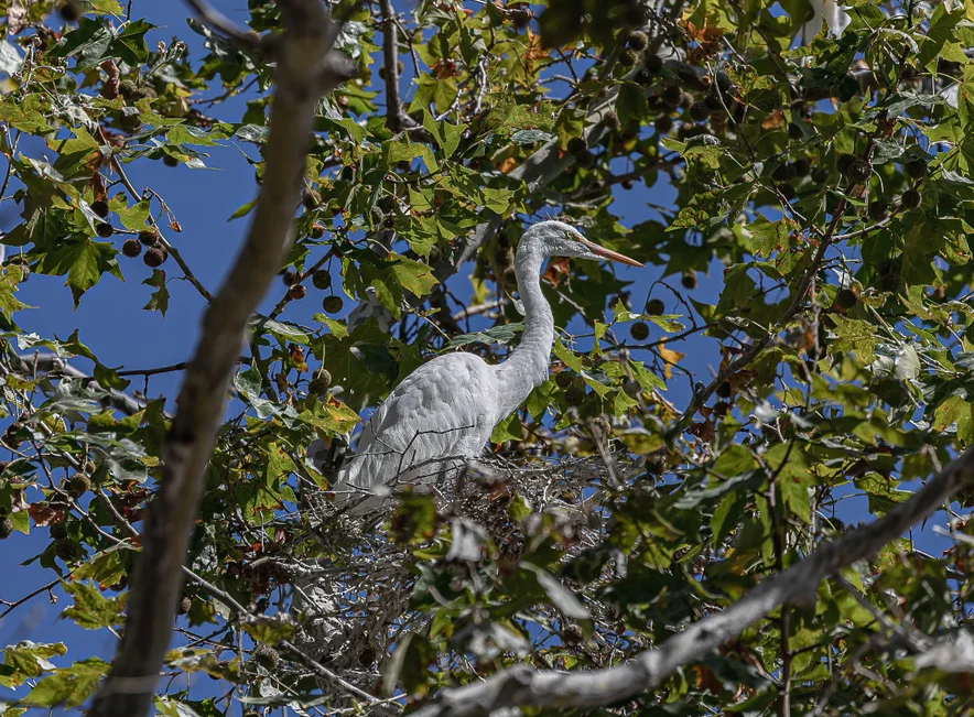 A white great egret bird stands in its nest at the Shorebird Way rookery.