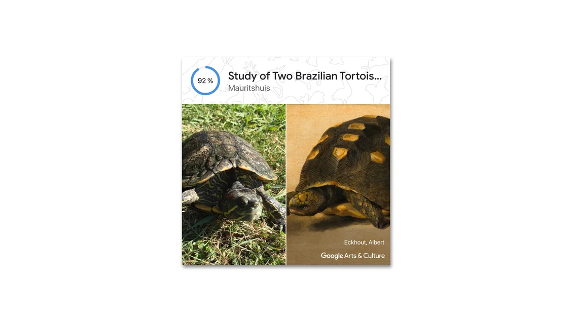 Photo of a turtle on a grassy field matched with a detailed drawing of a tortoise.