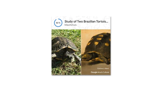 Das Foto einer Schildkröte auf einer Wiese wird mit einer detaillierten Zeichnung einer Schildkröte verglichen.