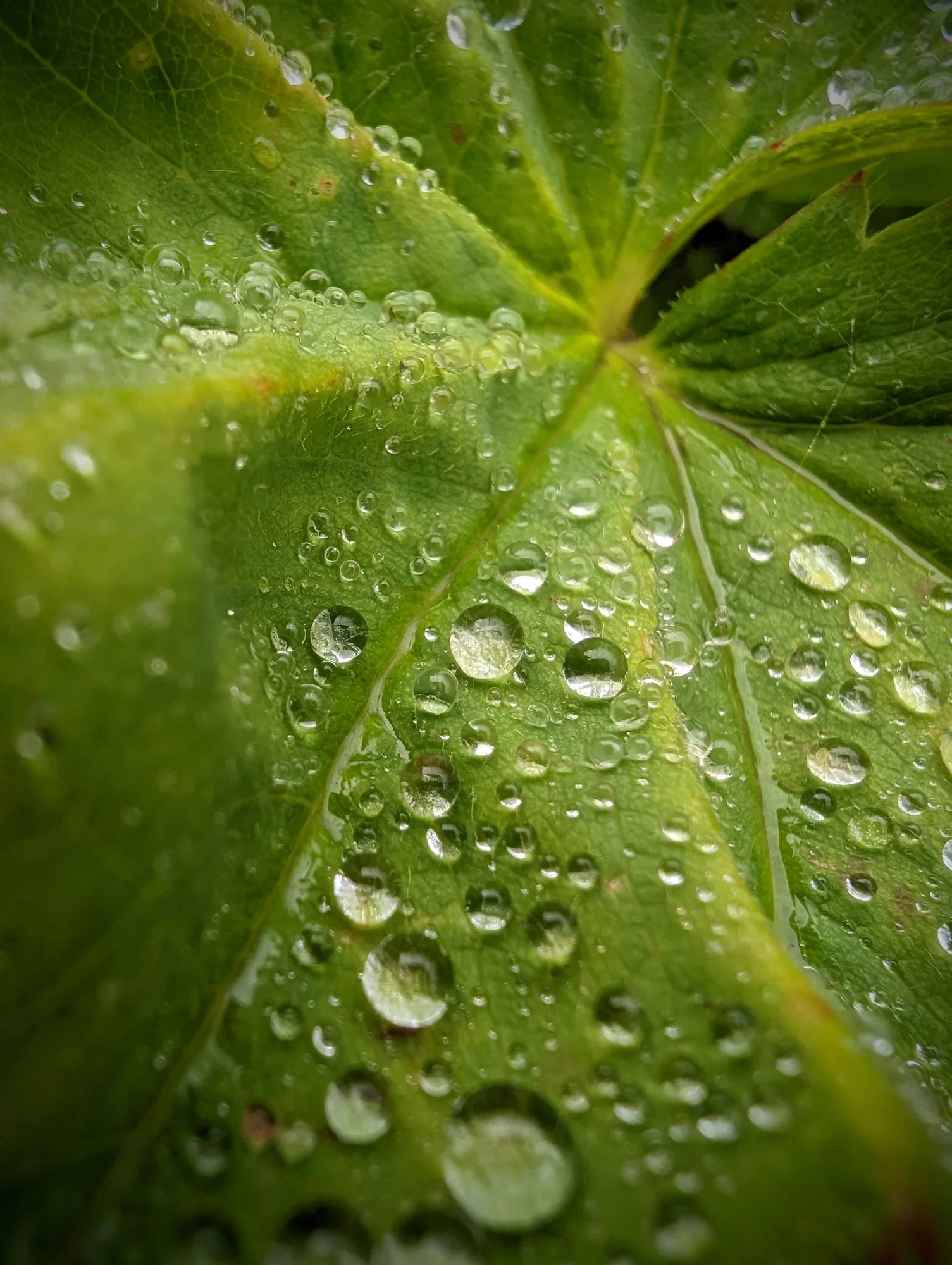 A photo of drops of water on a leaf