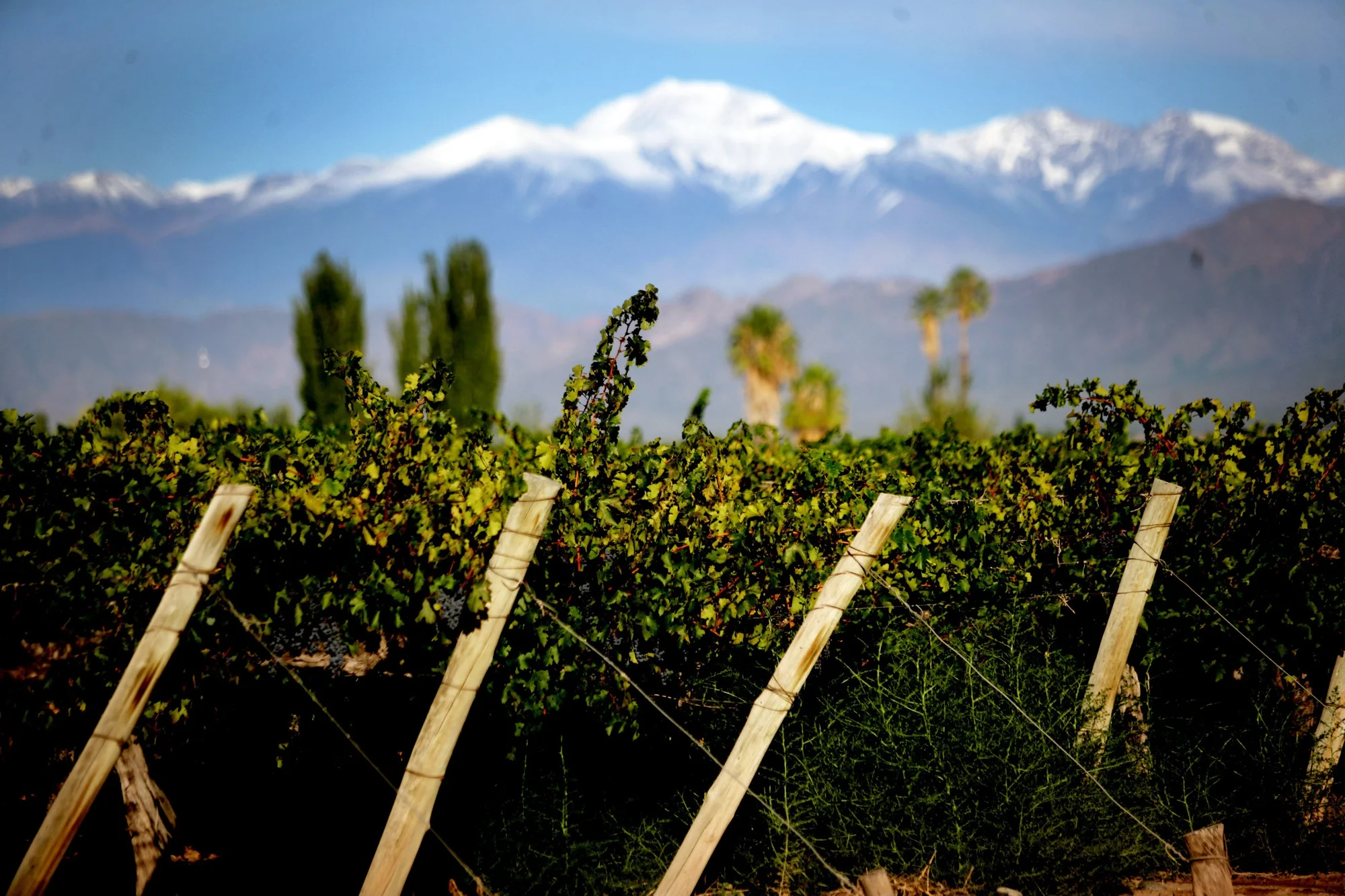 A landscape of grape vines with snow capped mountains in the background.