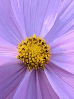 A photo of a purple flowe