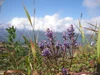 A close up photo of purple flowers and green, leafy plants against the backdrop of a blue sky.