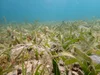 Underwater image of seagrass in Lau Group in Fiji