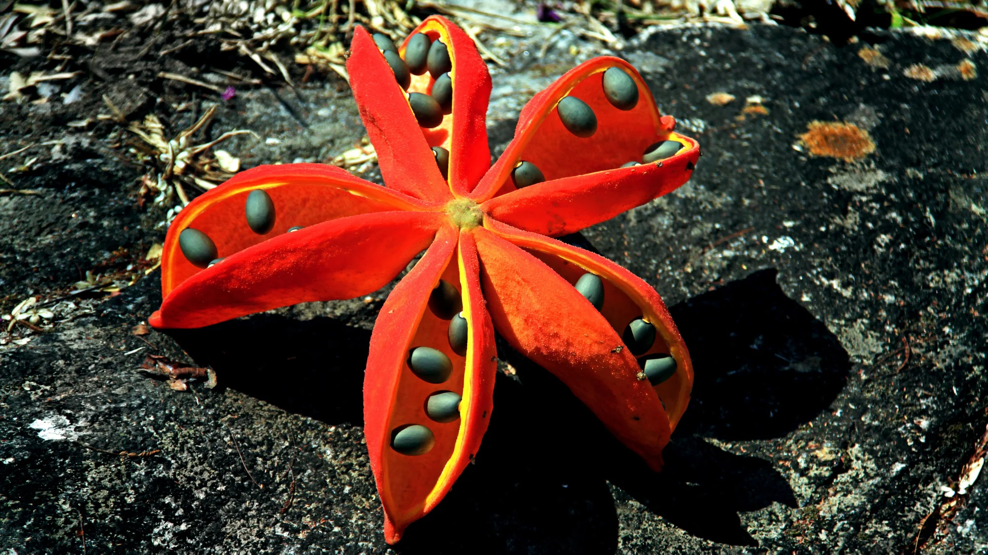 Chichá-do-cerrado (Sterculia striata), Museu do Cerrado