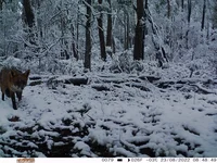 A camera sensor image of a red fox walking in the snow in East Gippsland, Victoria (credit: Southern Ark)