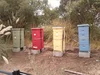 Una fila de colmenas de diferentes colores situadas en bloques de cemento en un área despejada de nuestro campus de Mountain View.