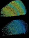 The top image shows all the excitatory neurons in a piece of human brain tissue lit up in yellow, while the bottom image shows all the inhibitory neurons in the same sample lit up in blue.