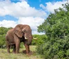 Addo Elephant National Park, Eastern Cape, South Africa, South African Tourism