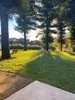 Backyard view with trees and two fluffy brown dogs playing