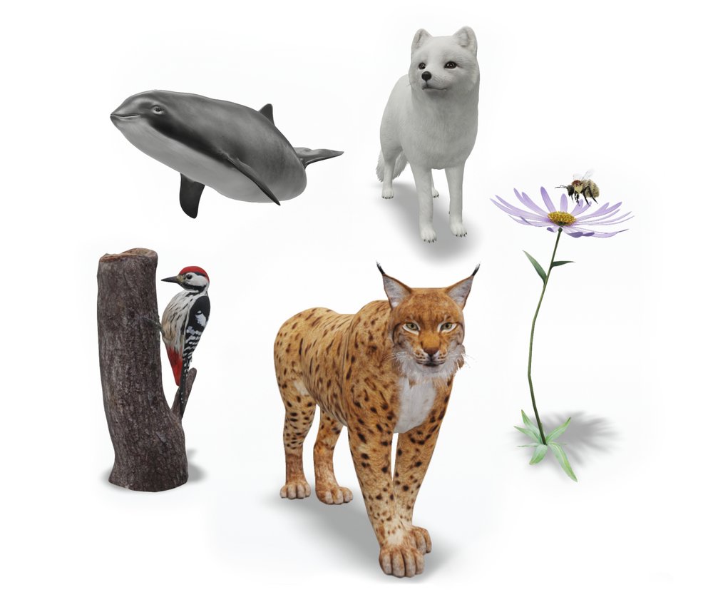 An image of augmented reality animals: a porpoise, a woodpecker, a lynx, an arctic fox and a flower with a bee