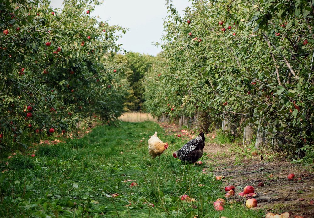 Two chickens peck the grass in between rows of apple trees