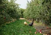 Two chickens peck the grass in between rows of apple trees
