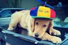 A golden retriever puppy lays on the trunk of a car while wearing a Noogler hat.