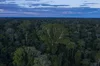 Foto da paisagem de uma densa floresta tropical, com árvores exuberantes em primeiro plano e o céu nublado acima delas.
