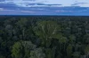 Landscape photo of a dense rainforest with lush trees on the foreground and the cloudy skies above them