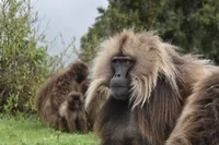 Baboon