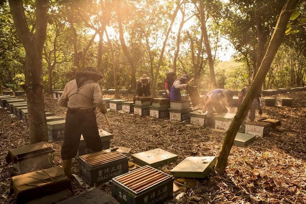 BeeTouched apiary