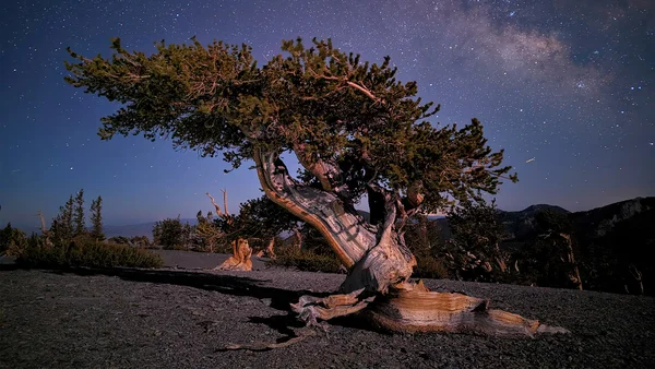 A shot of a tree at night with stars behind.