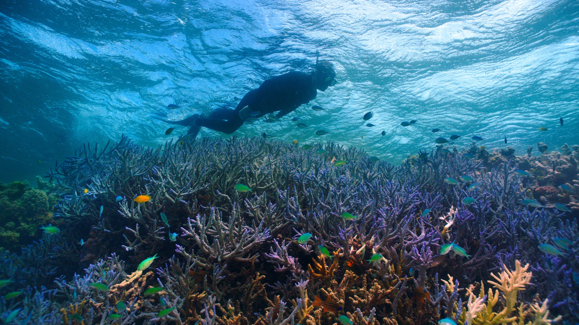 Johnny swimming over a coral formation surrounded by fish.