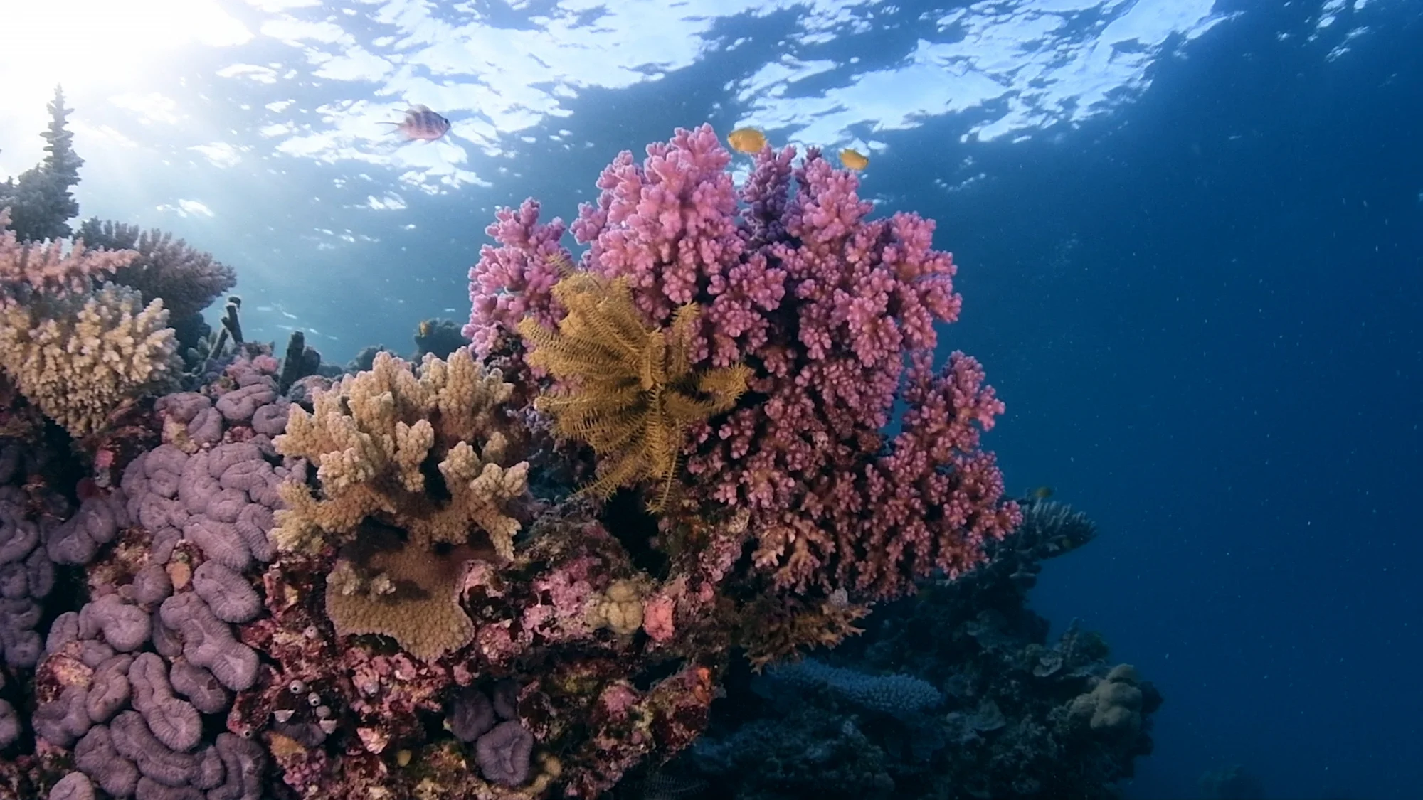 Image of pink coral surrounded by a couple of brightly colored fish.