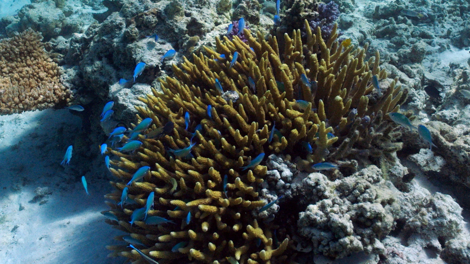 Bright blue fish swim around the yellow coral.