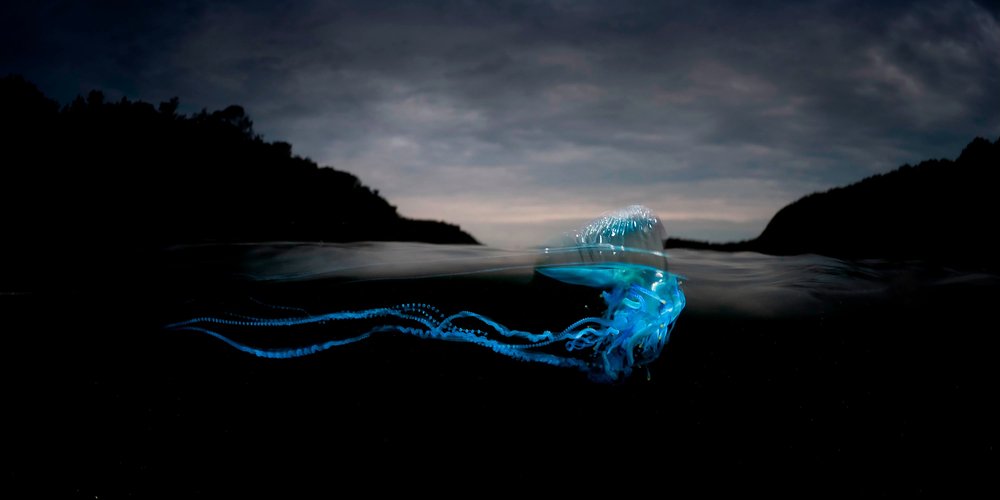 Image of a gleaming blue jellyfish breaking a water surface