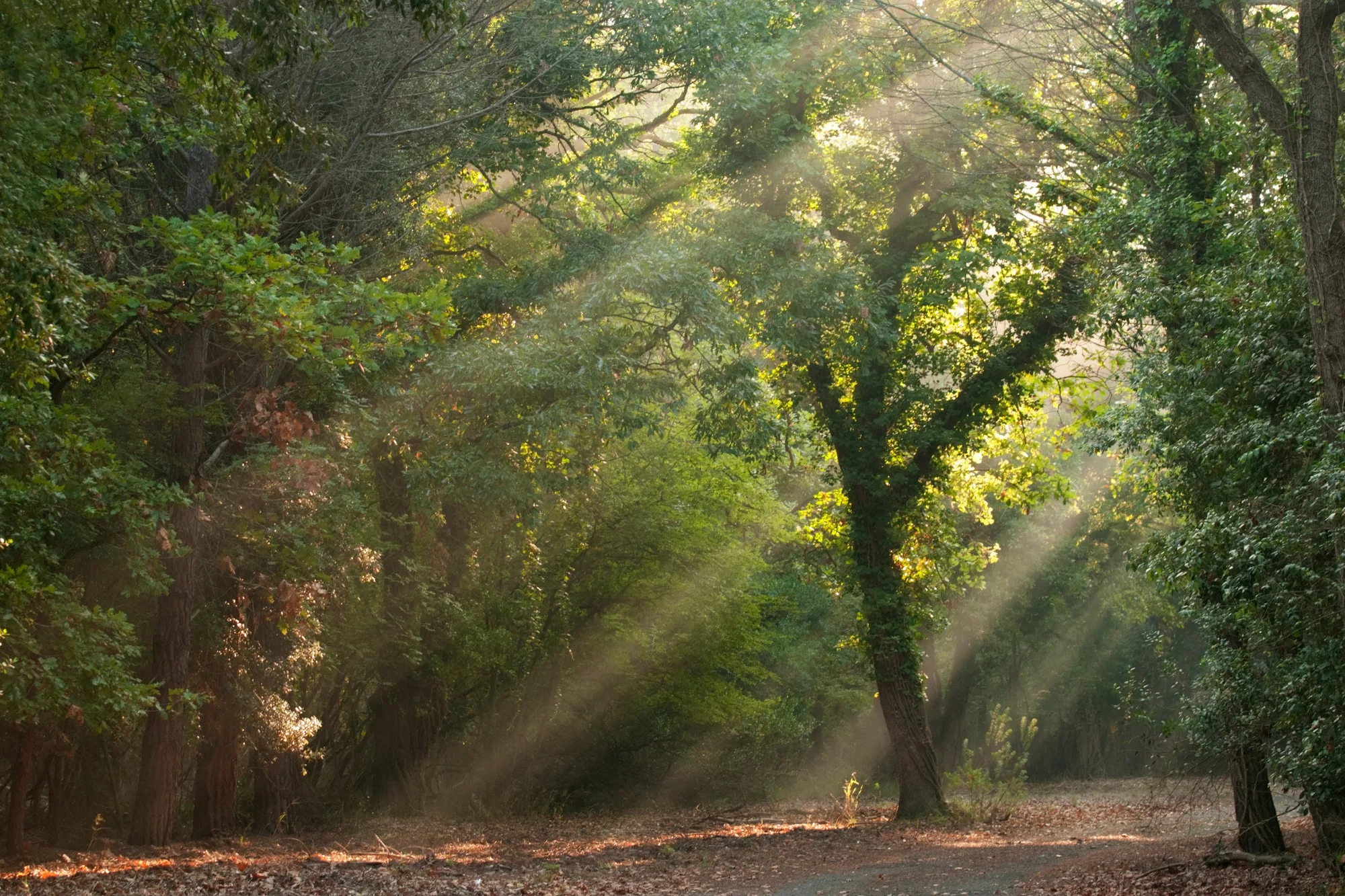 Image of a forest on a sunny day.