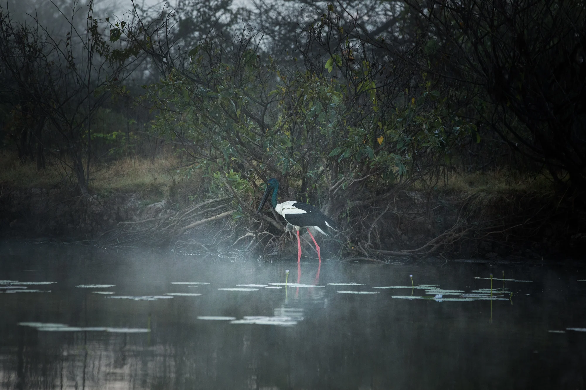 Brolga (Australian Crane) on Limilngan-Wulna Land during Pudakul Aboriginal Cultural Tours