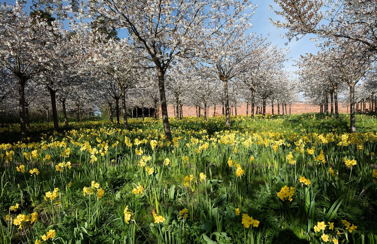 Photograph of cherry tree orchard at the Alnwick Garden in Northumberland