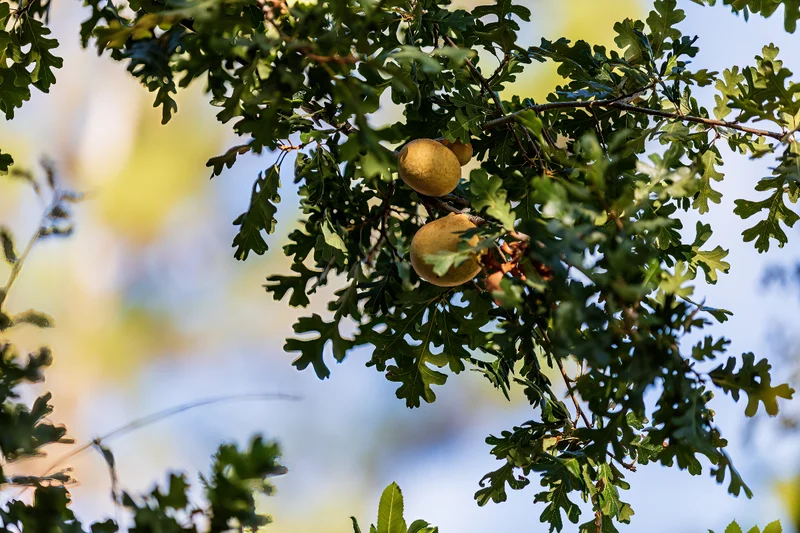 A round yellow wasp gall grows on the branches of an oak tree.
