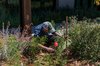 A researcher wearing a blue shirt and green baseball cap holds a wooden measuring stick next to milkweed plants.