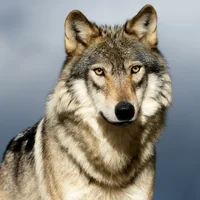 Un portrait en gros plan d'un loup gris aux yeux jaune intense. Le loup a un épais manteau de fourrure gris et brun et un nez noir. Il regarde directement le spectateur avec une expression calme mais alerte. L’arrière-plan est un ciel bleu et gris flou.