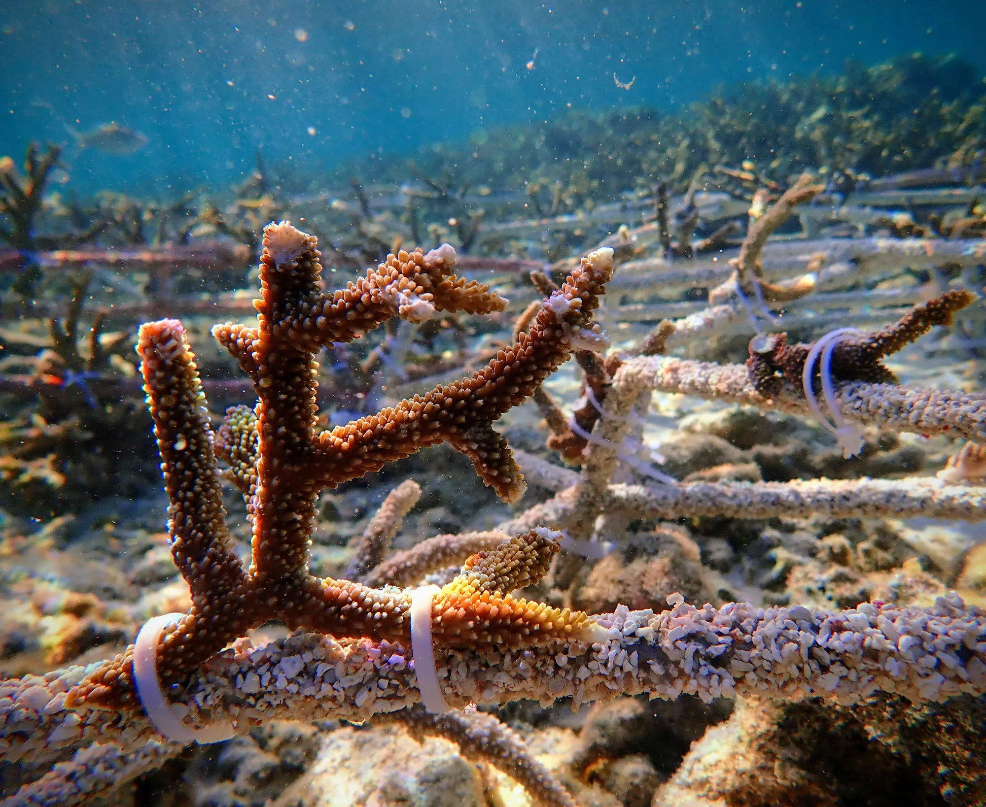 An underwater view of a coral reef