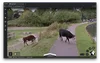 Cows in Google Earth imagery