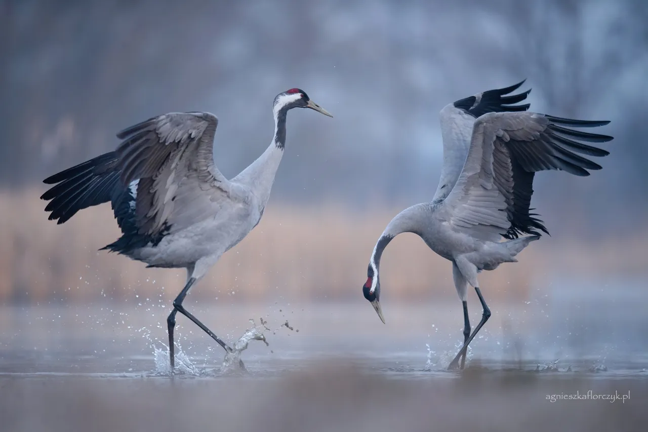 The picture shows two birds, cranes, engaged in a dynamic interaction on the water. One bird has its wings raised as if in mid-flap, while the other has its head lowered, possibly pecking at the water. The water is splashing around their feet, indicating movement.