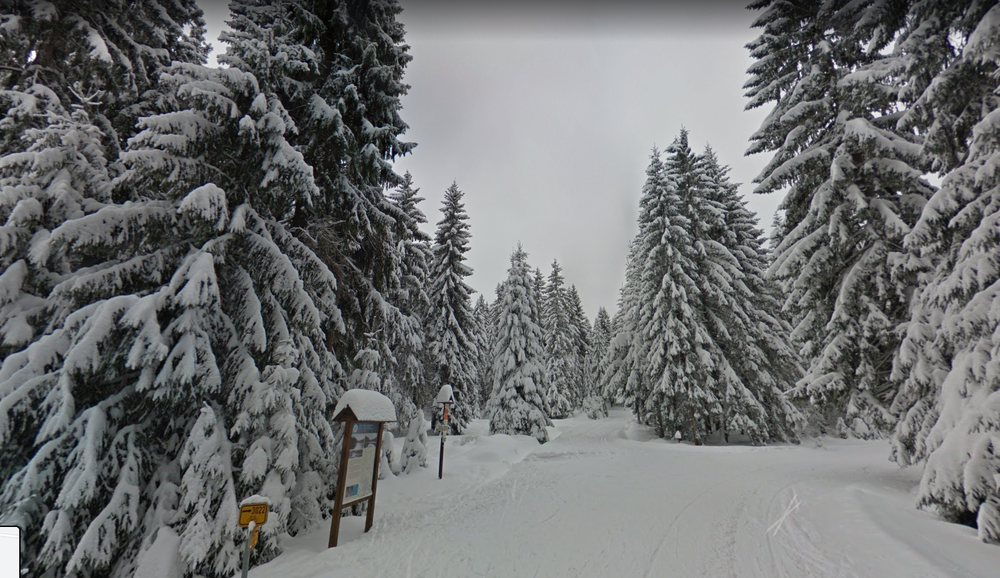 Image showing a forest and trees all covered in snow.