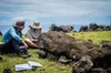 Image of Easter Island, with two CyArk team members on a fieldwork trip outdoors, looking at a stone artefact.