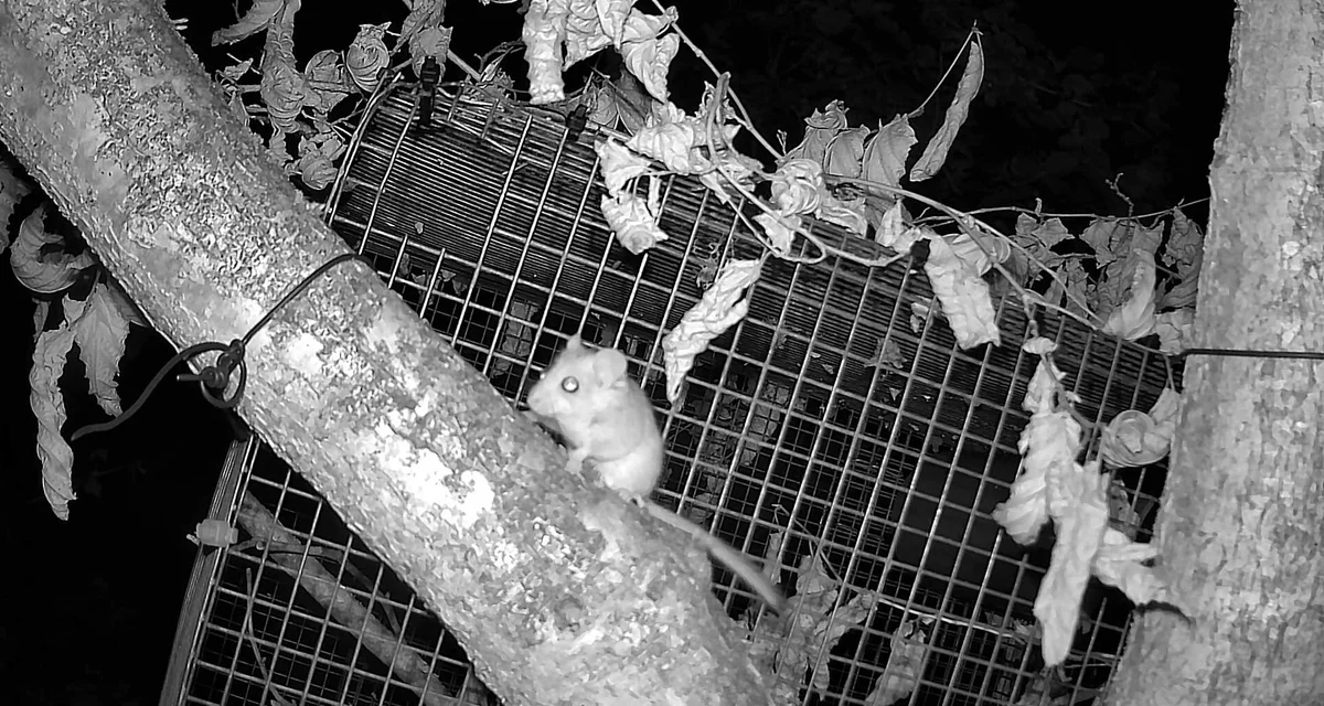 Black and white image of a dormice camera trap