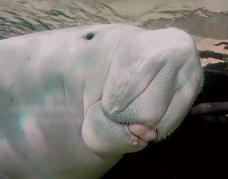 Dugong - Peter Shanks.jpg