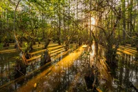 Sunsetting behind wetlands and forest trees emerging from the water.