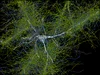 an image of axons