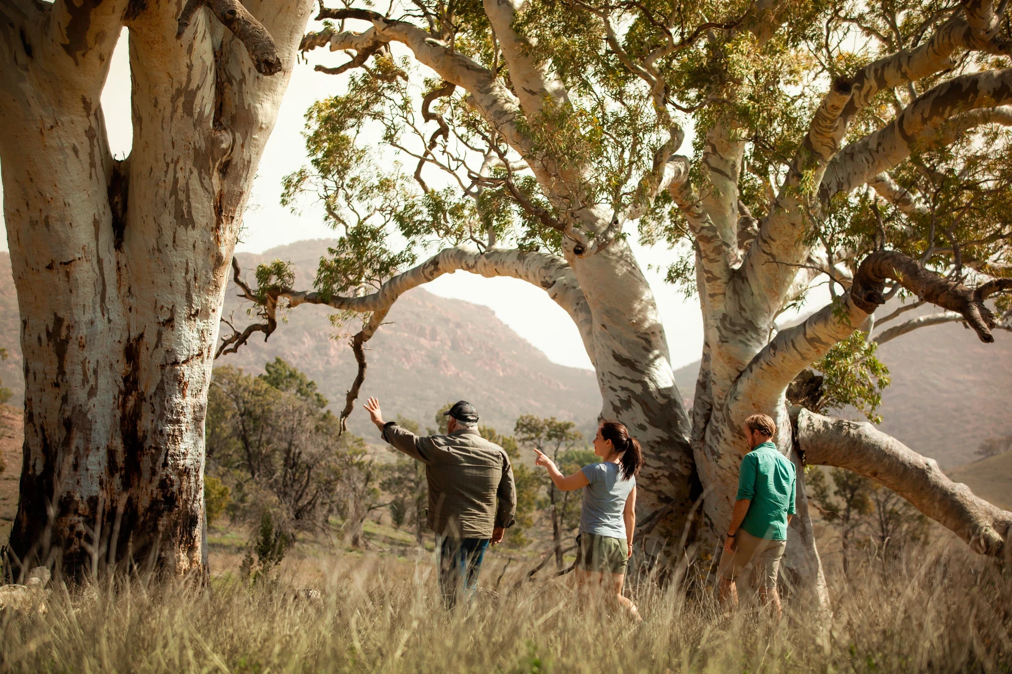 Exploring Adnyamathanha Country at Wilpena Pound