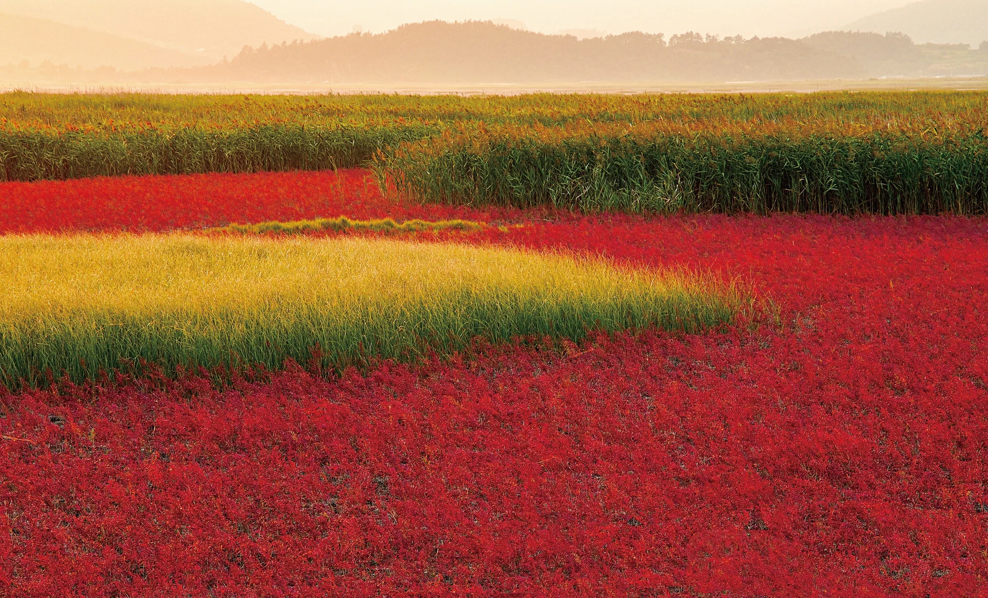 Red flat grounds with green and yellow grass and mountains in the horizon.