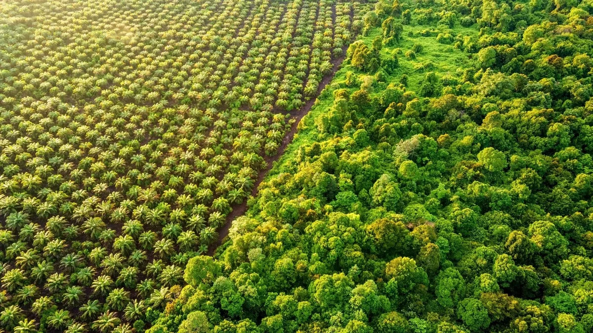 Overhead image of fields of crops and greenery.